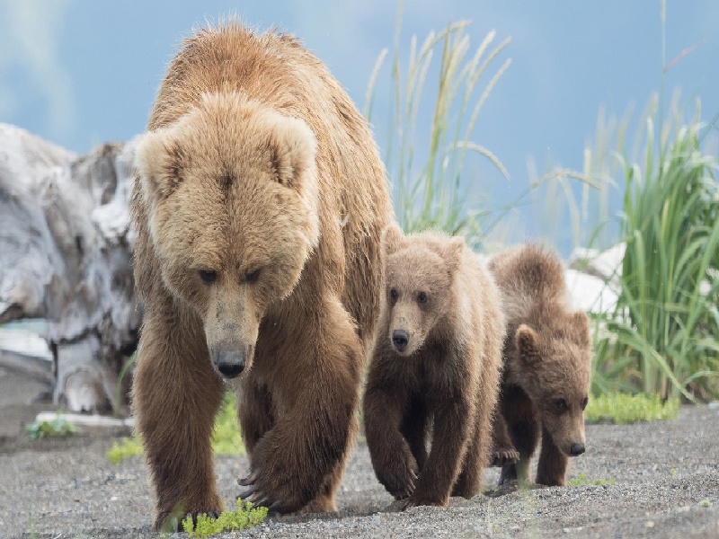 试管婴儿脚趾（二次促排费用）