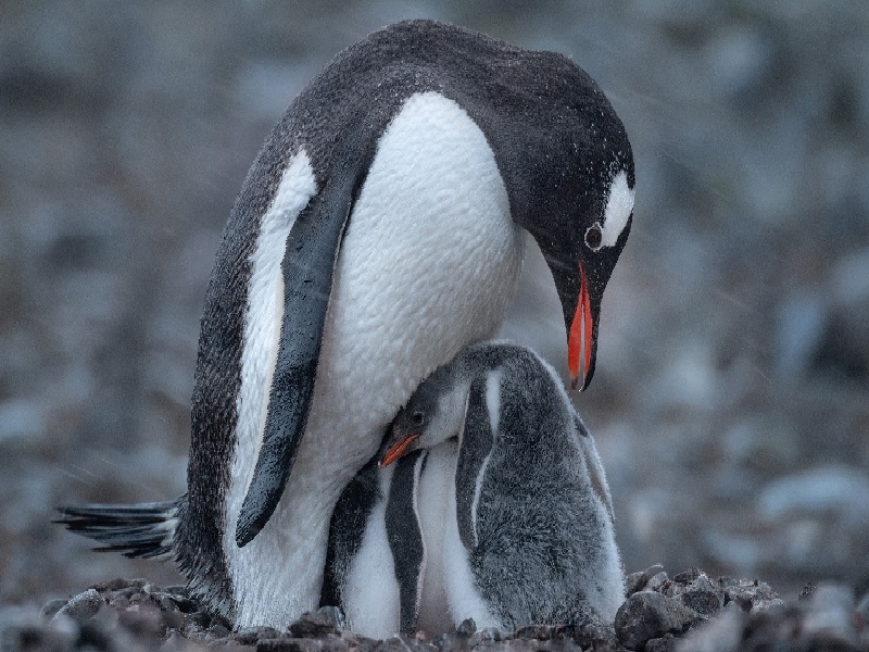 试管后盖被子太厚（试管哪些医院比较权威）